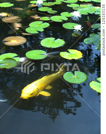 京都府京田邊市古剎觀音寺的池塘裡盛開的睡蓮與金色錦鯉 128183138