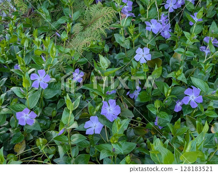 開花在春天庭院裡的紫色長春花 128183521