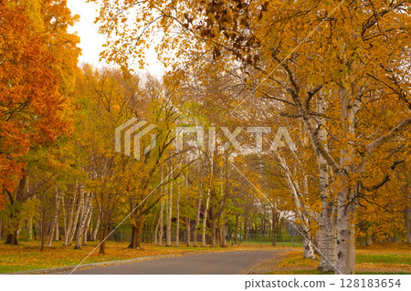 White birch row of autumn leaves 128183654