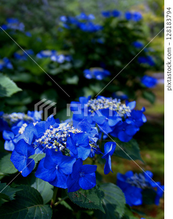 Bright blue hydrangea flowers blooming in the grounds of Kanshuji Temple in Yamashina, Kyoto Prefecture 128183794