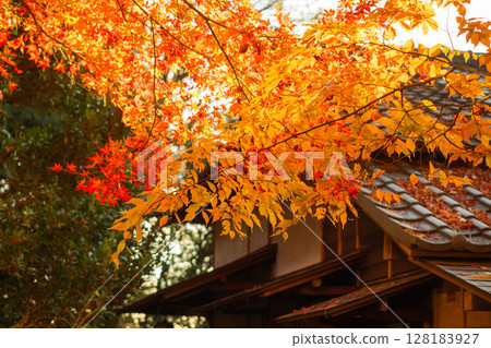 Autumn leaves and Japanese houses 128183927