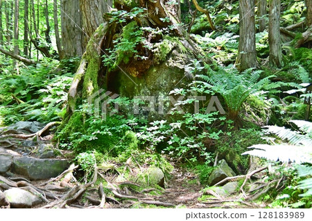 苔蘚樹神社 128183989