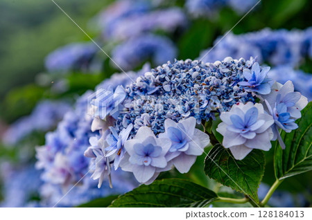 Hydrangeas at Hatsudachiike Park Hydrangeas at Hatsudachiike Park 128184013