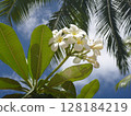 Scenery with plumeria 128184219