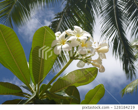 Scenery with plumeria Scenery with plumeria 128184219