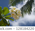 Plumeria and blue sky 128184220