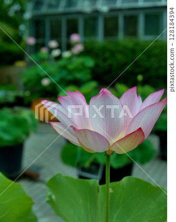 Bright pink lotus flowers blooming in Uji Botanical Garden 128184394