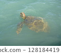 Sea turtle sticking its head out of the water 128184419