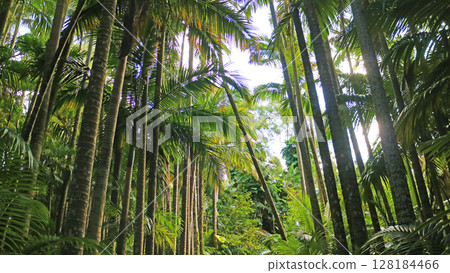Going through the palm tree path Going through the palm tree path 128184466