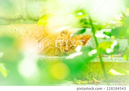 睡覺的流浪貓 128184543