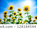 藍天和向日葵 128184544