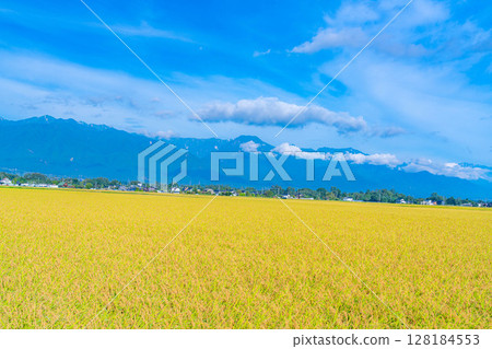 【秋日素材】秋風徐徐,稻穗低垂,北阿爾卑斯山映襯下的安曇野市田園風光【長野縣】 【秋日素材】秋風徐徐,稻穗低垂,北阿爾卑斯山映襯下的安曇野市田園風光【長野縣】 128184553
