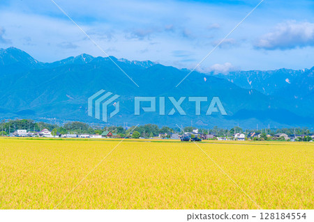 [Autumn Material] A rural landscape of Azumino City with the autumn wind blowing, drooping rice ears and the Northern Alps [Nagano Prefecture] 128184554