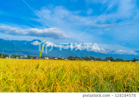 【秋日素材】秋風徐徐,稻穗低垂,北阿爾卑斯山映襯下的安曇野市田園風光【長野縣】 【秋日素材】秋風徐徐,稻穗低垂,北阿爾卑斯山映襯下的安曇野市田園風光【長野縣】 128184578