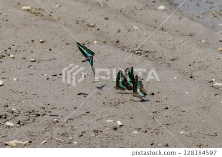 Bluebottles swarming on a sandy beach near the sea 128184597