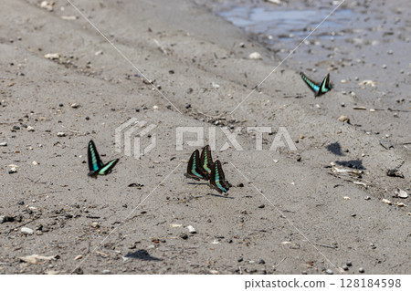 Bluebottles swarming on a sandy beach near the sea Bluebottles swarming on a sandy beach near the sea 128184598