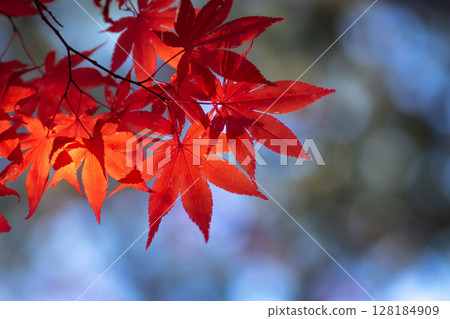Maple leaves on a blue background Maple leaves on a blue background 128184909