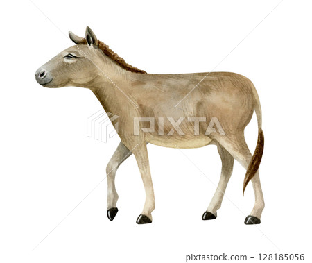 Watercolor walking donkey hand drawn illustration isolated on white. Brown domestic animal from farm in the village. Countryside sketch clip art in realistic style 128185056