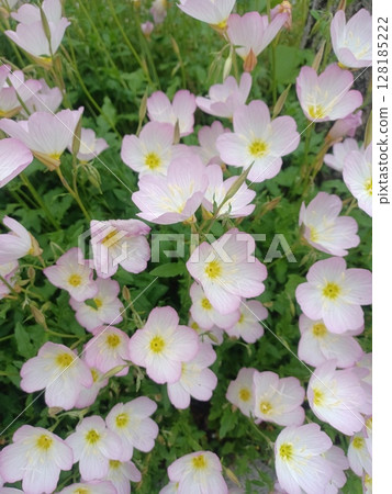 粉紅色的花朵 粉紅色的花朵 128185222