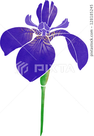 Iris illustration material 128185245