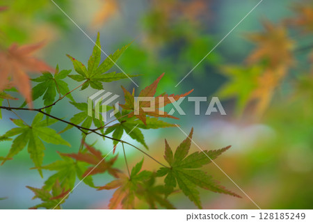 半綠楓 128185249