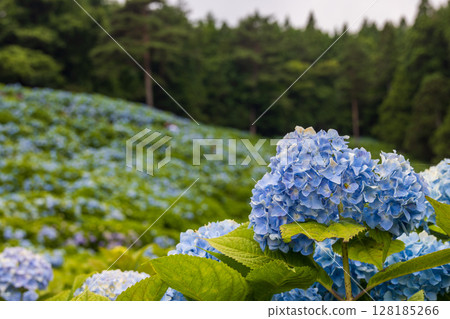 Kesennuma City Akasaka Public Garden in full bloom 128185266