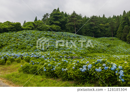盛開的氣仙沼市赤坂公園 盛開的氣仙沼市赤坂公園 128185304