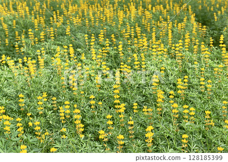 Yellow lupin  flowers 128185399