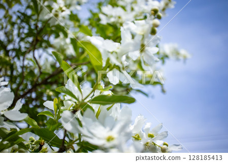 Riki李子花 128185413