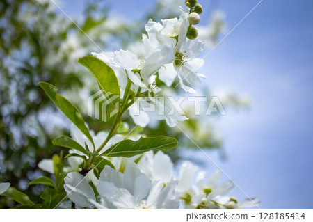 Riki plum flower 128185414