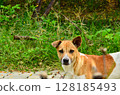 Native Thai dog 128185493