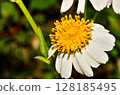 White Wildflower in garden 128185495