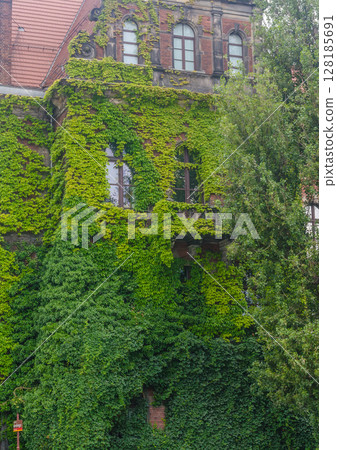 Historic building facade richly covered in lush green ivy leaves in summer season. High quality photo 128185691
