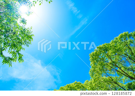 Beautiful blue sky and fresh green background material, looking up composition, background image, background, morning color 128185872