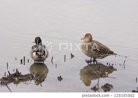 在北海道的春天參觀一對北方針尾魚 128185882