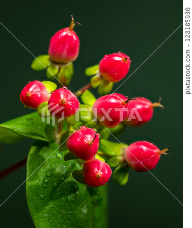 Vibrant Red Hypericum Berries with Water Droplets on Green Vibrant Red Hypericum Berries with Water Droplets on Green 128185930