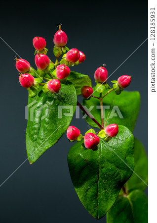 Vibrant Red Hypericum Berries with Water Droplets on Dark Background 128185931