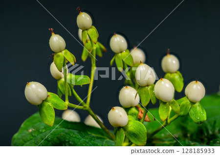 Vibrant White Hypericum Berries with Water Droplets on Green Vibrant White Hypericum Berries with Water Droplets on Green 128185933