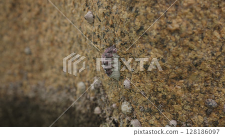small balanus on a rock closeup 128186097