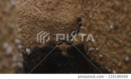 Chitons on a rock closeup Chitons on a rock closeup 128186098