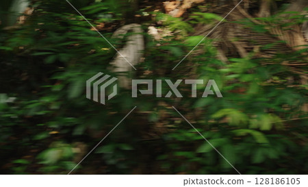 Driving plate side view moving through tropical forest in january 128186105