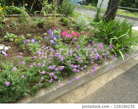 Purple verbena flowers and blue and peach petunia flowers 128186230