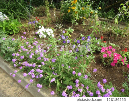 Purple verbena flowers and white, blue and pink petinia flowers 128186233