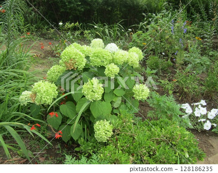 Enjoy the changing colors of Annabelle Hydrangea Enjoy the changing colors of Annabelle Hydrangea 128186235
