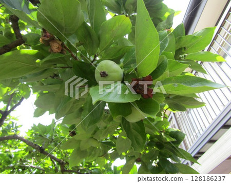 Persimmons ripening in autumn Persimmons ripening in autumn 128186237