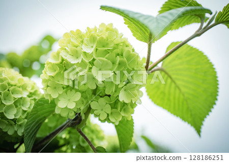 Flowers of Otari 128186251