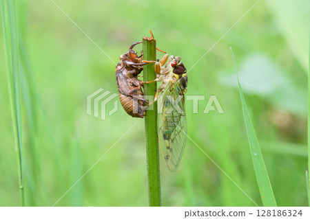 Hatching cicadas 128186324