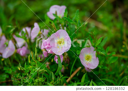 Hiltzakimusuki 128186332