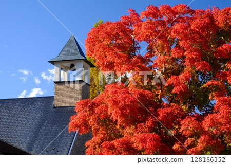 藍天白雲下，吊鈴和紅葉格外美麗。 【相模原市津久井，11月】 128186352