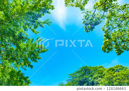 Beautiful blue sky and fresh green background material, contrail, frame, background image, background, morning color Beautiful blue sky and fresh green background material, contrail, frame, background image, background, morning color 128186663